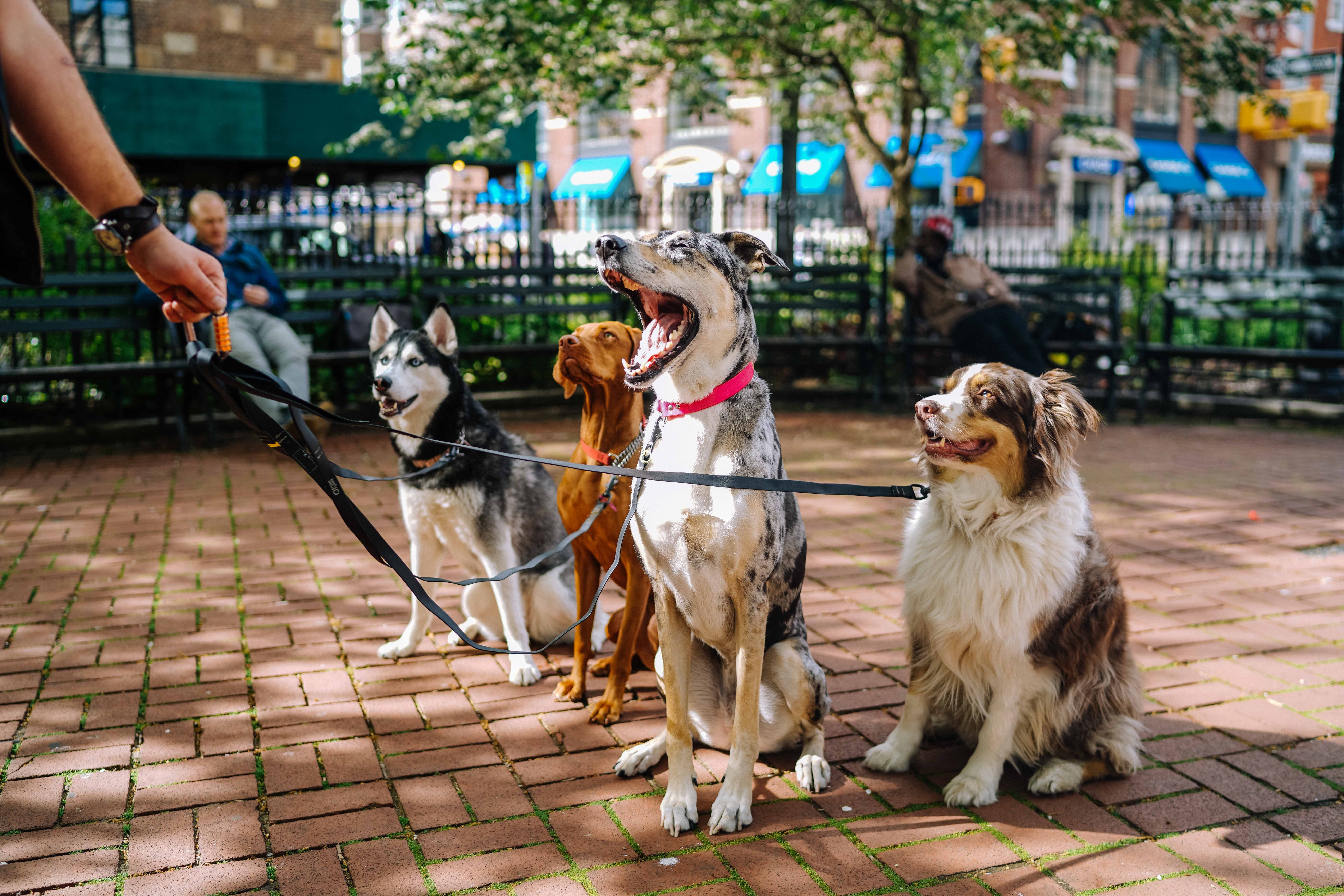An Image of Some Dogs for the Page Collect Bank Transfer Payments as a Dog Walker