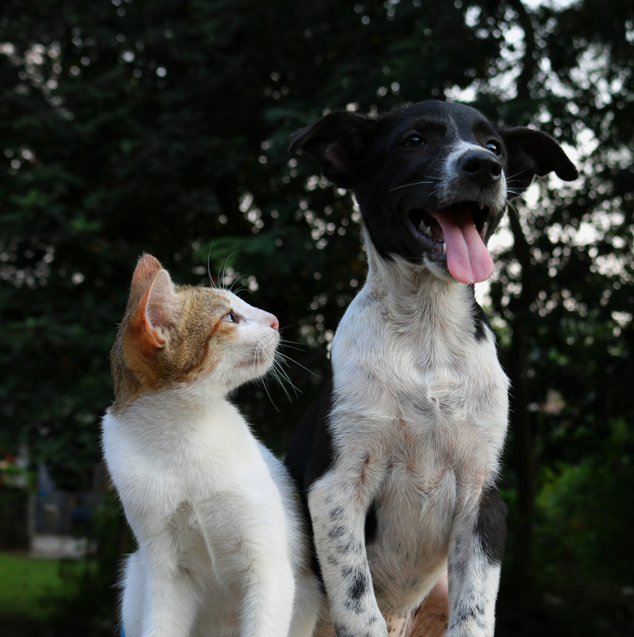 an Image of a cat and a dog sat next to each other for the page the better alternative to card payments for a pet service