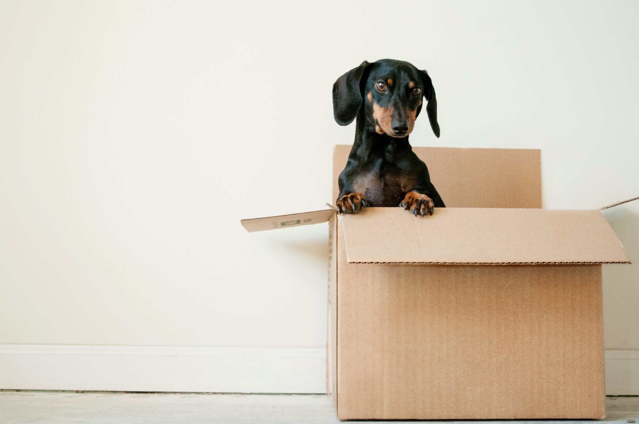 A grey cardboard box with a black and brown sausage dog popping out of it for the page removal company bank transfer